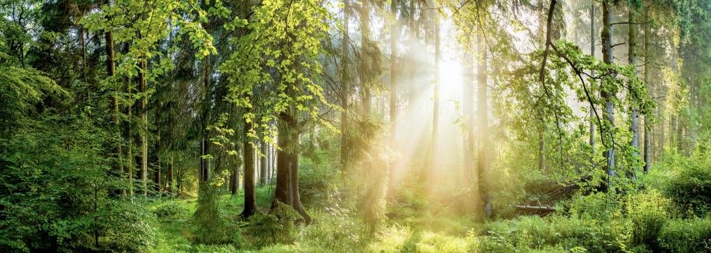 Paysage forestier au lever du soleil