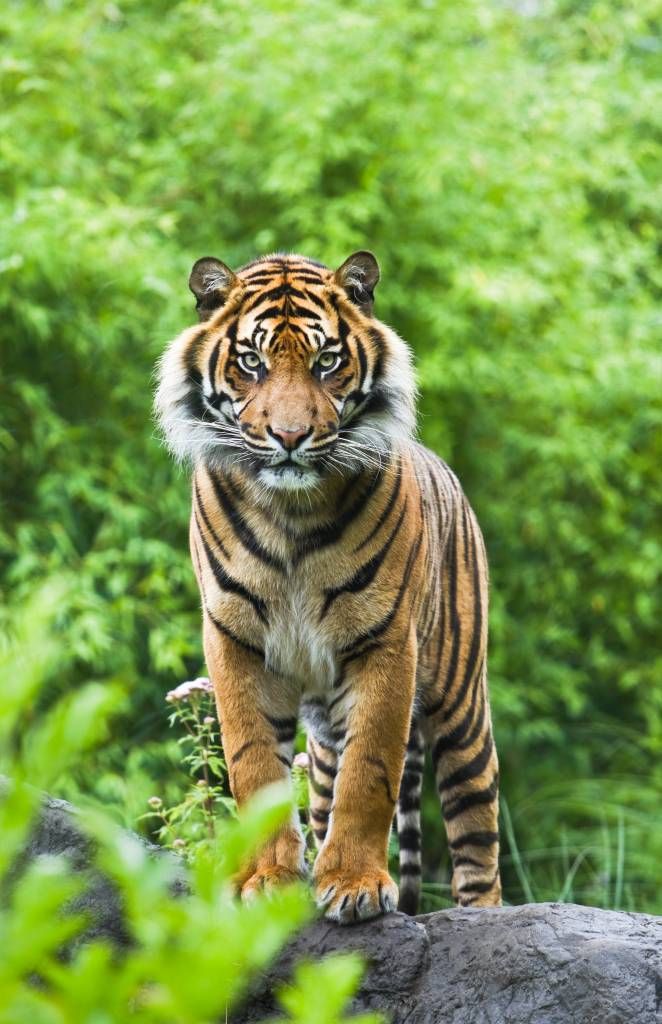 Tigre debout sur une pierre