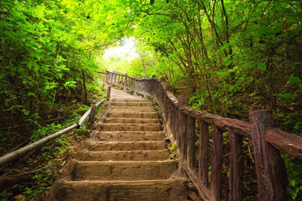 Escalier en forêt