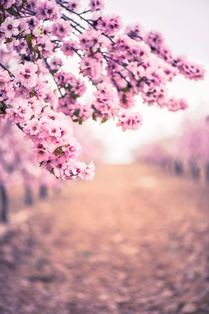 Fleurs japonaises violettes