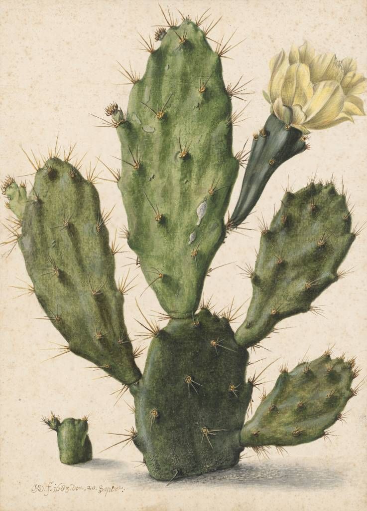 Cactus figuier à fleurs