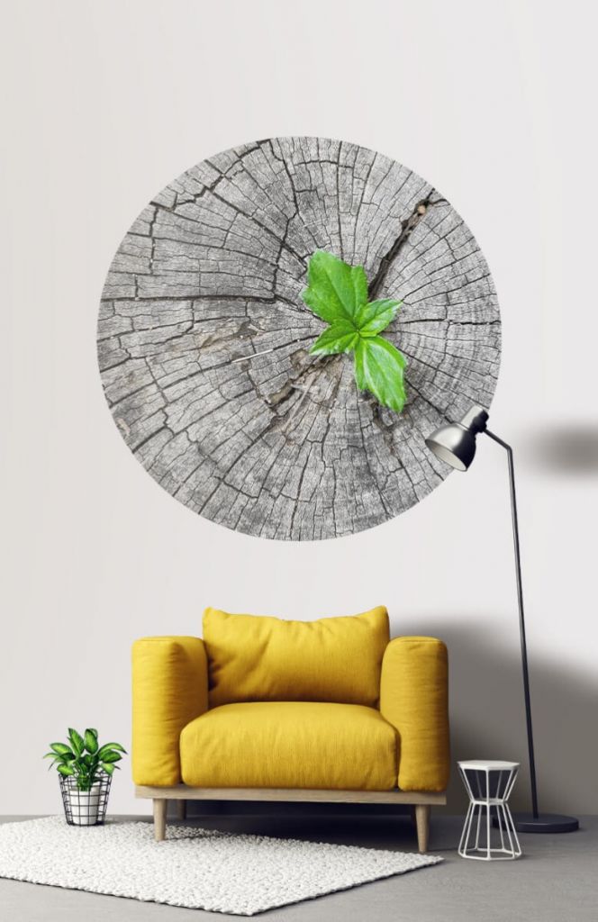 Cercle de papier peint diamètre tronc d'arbre