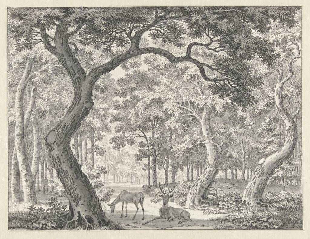 Vue sur la forêt avec deux cerfs