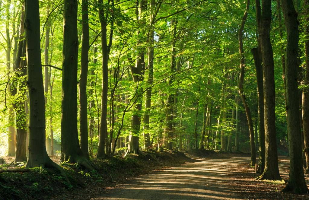 Route ensoleillée à travers une forêt