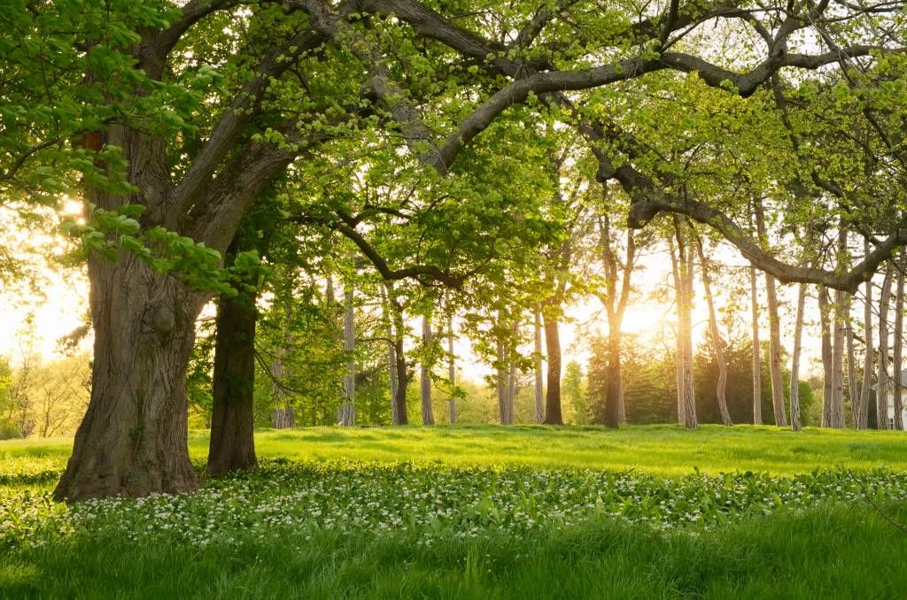 Espace ouvert dans la forêt