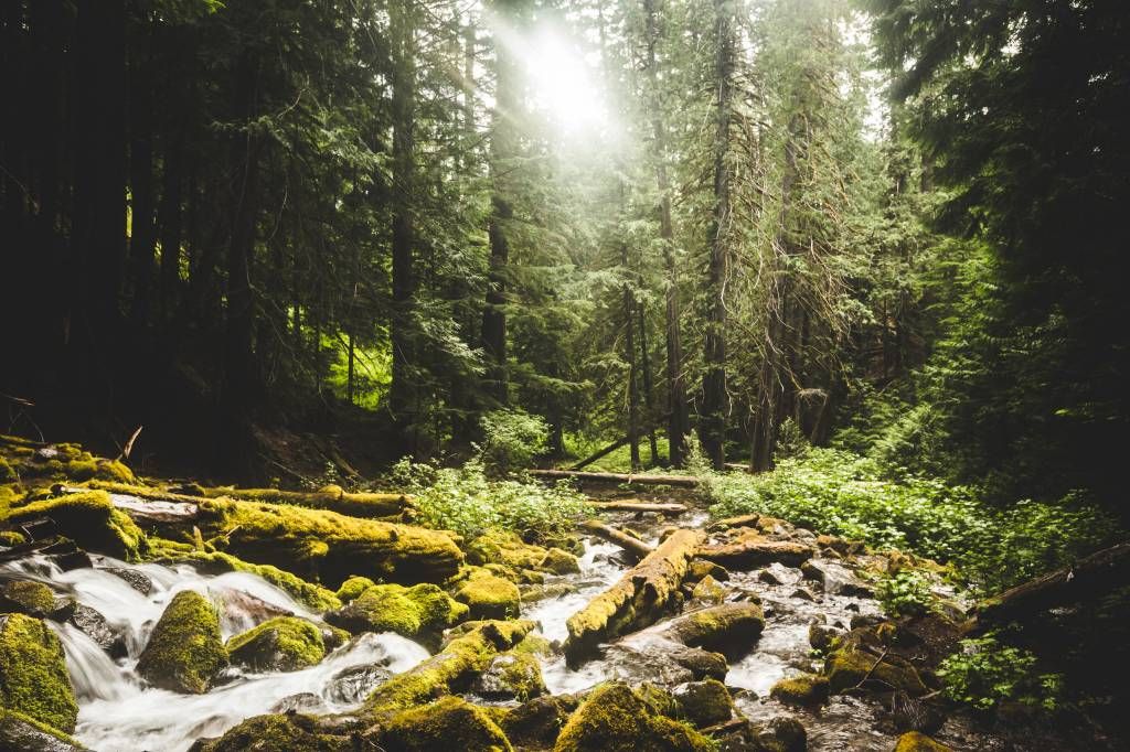 Chute d'eau dans une forêt