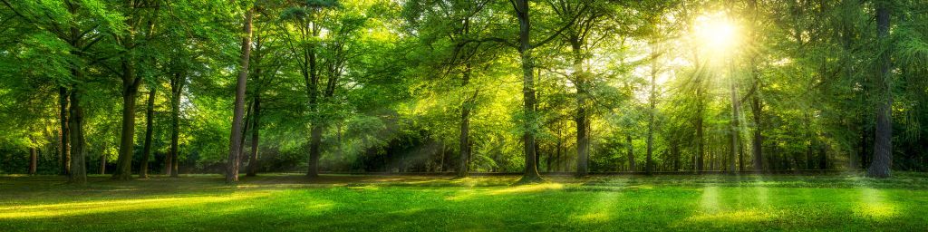 Forêt verte