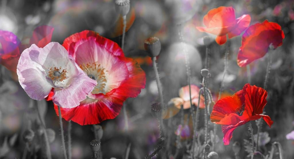 Coquelicots en noir, blanc, rouge