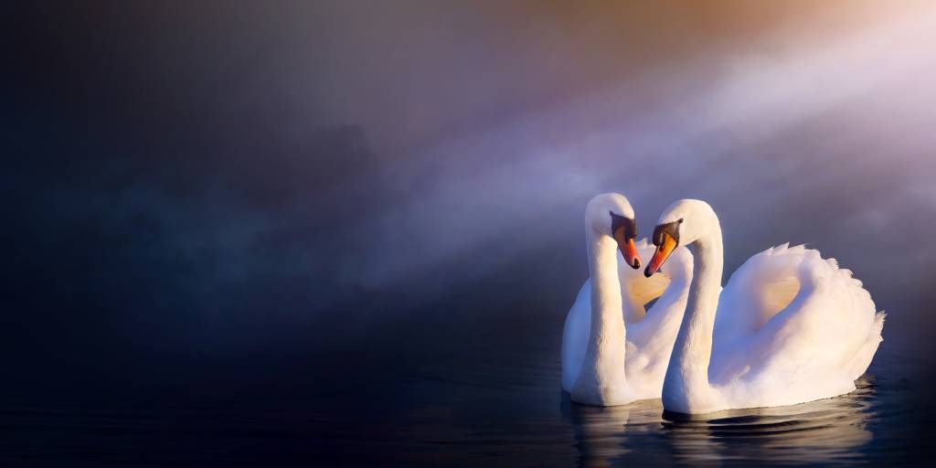 Couple d'amour cygne blanc