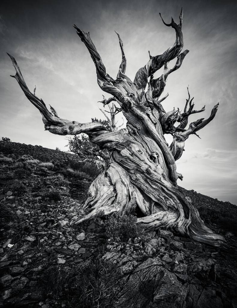 L'arbre Methuselah