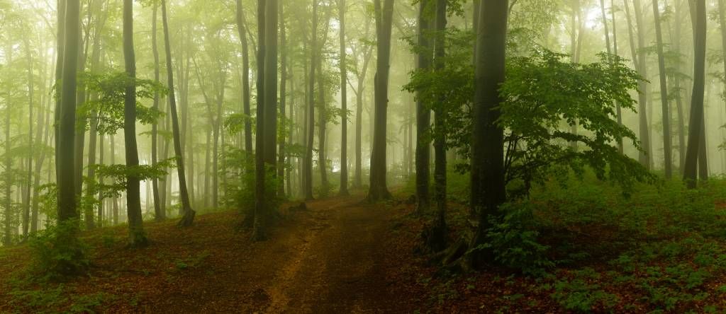 Sentier à travers une forêt verte brumeuse
