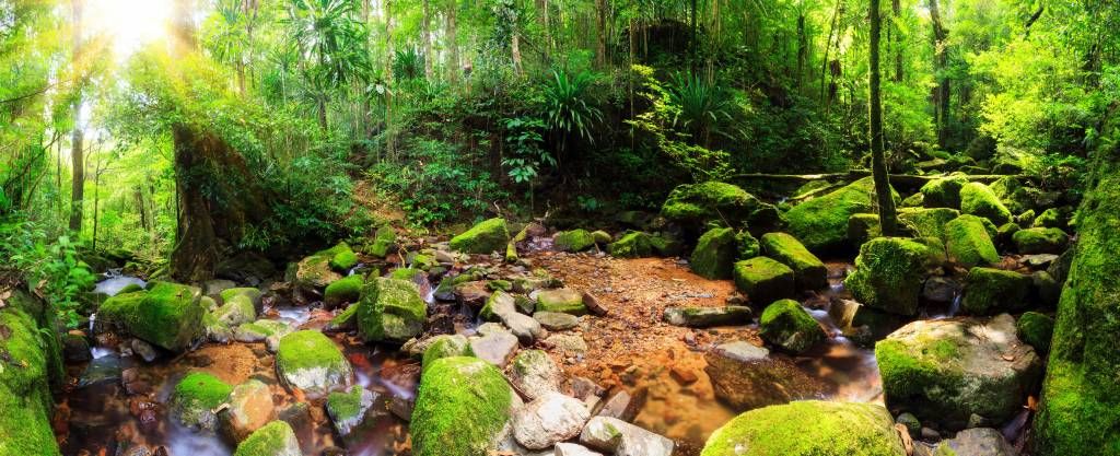 Forêt tropical