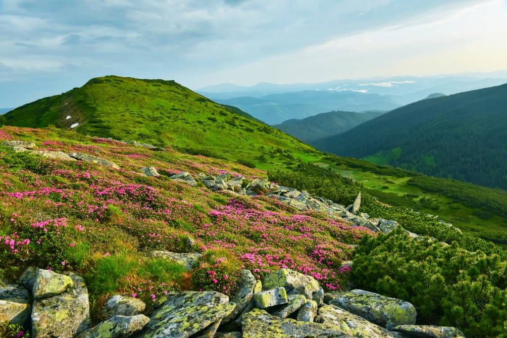 Les rhododendrons en montagne