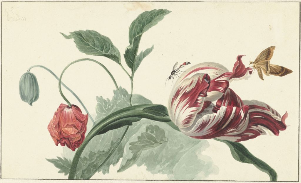 Une tulipe et un coquelicot, Willem van Leen