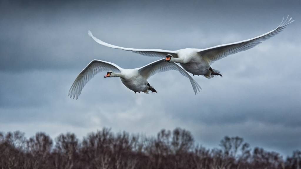 Cygne volant