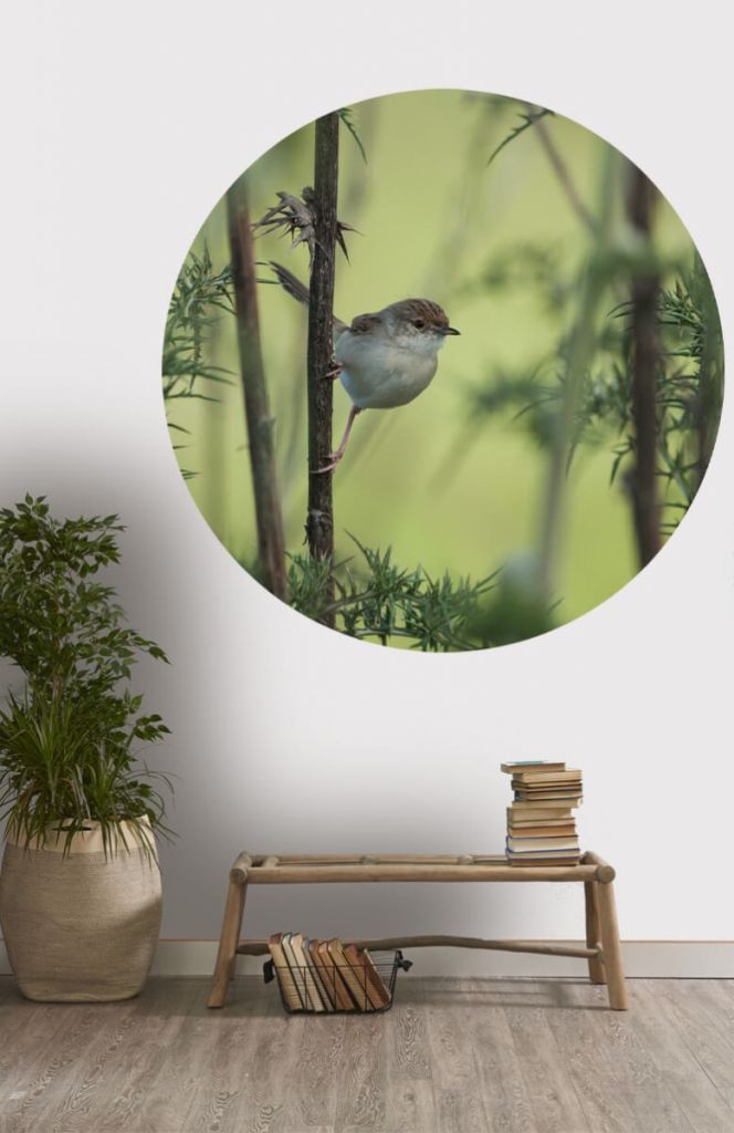 Fond d'écran cercle oiseau sur une branche