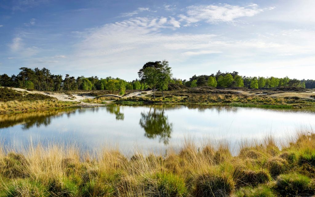 Un petit lac forestier dans la bruyère