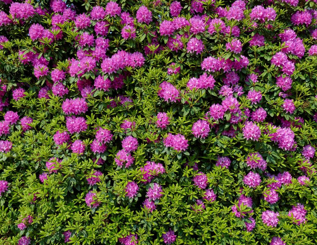 Grand mur de Rhododendrons