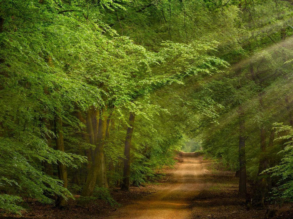 Sentier à travers la forêt avec des rayons de soleil