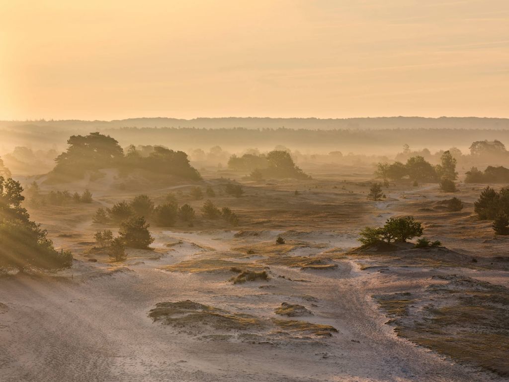 Kootwijker sable