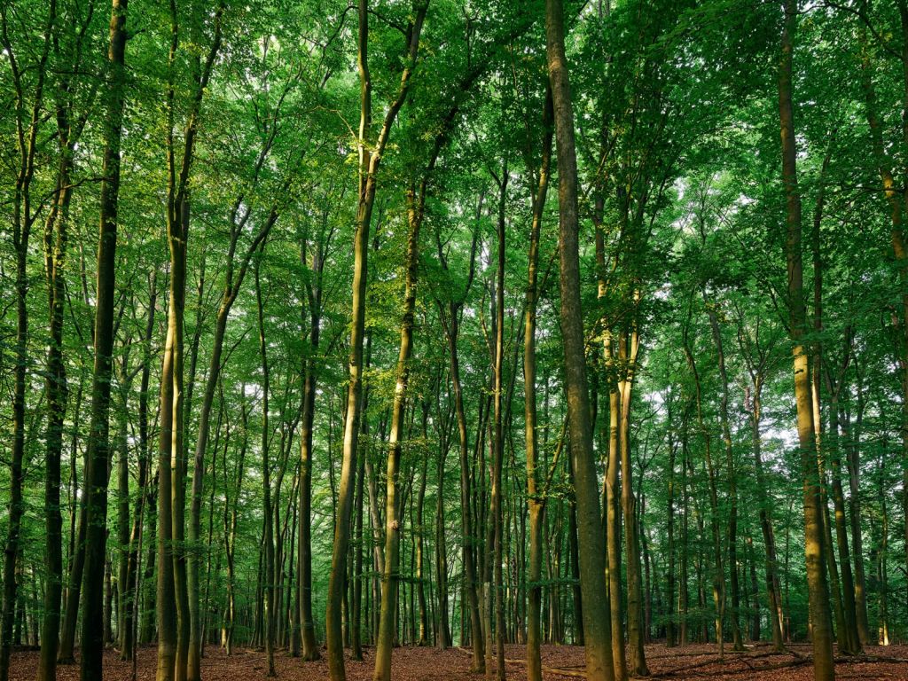 Forêt verte avec lumière du soleil