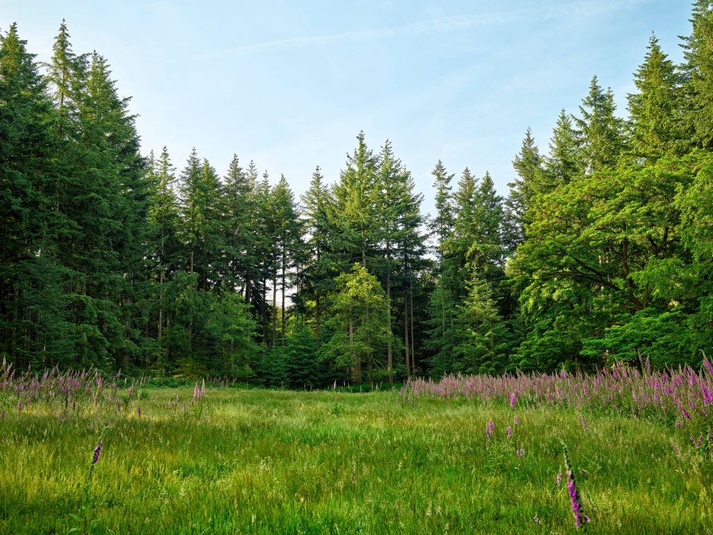 Espace ouvert dans une forêt