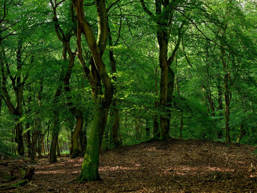 Arbres à feuilles vertes