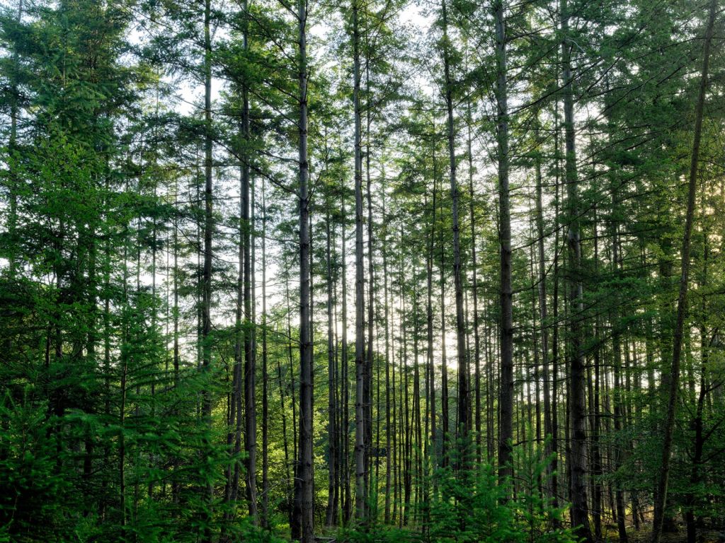 Forêt détaillée