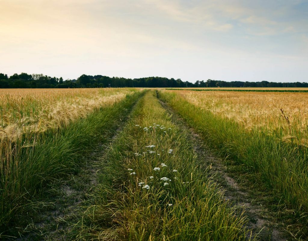 Piste à Wheatfield