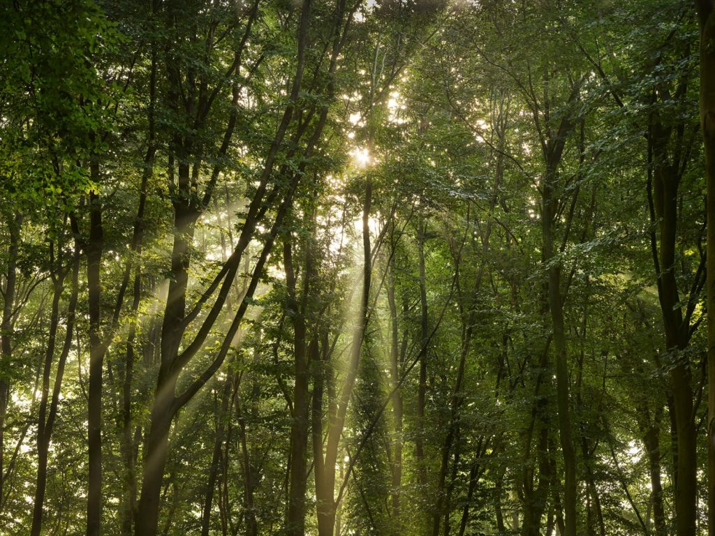 Soleil dans la forêt