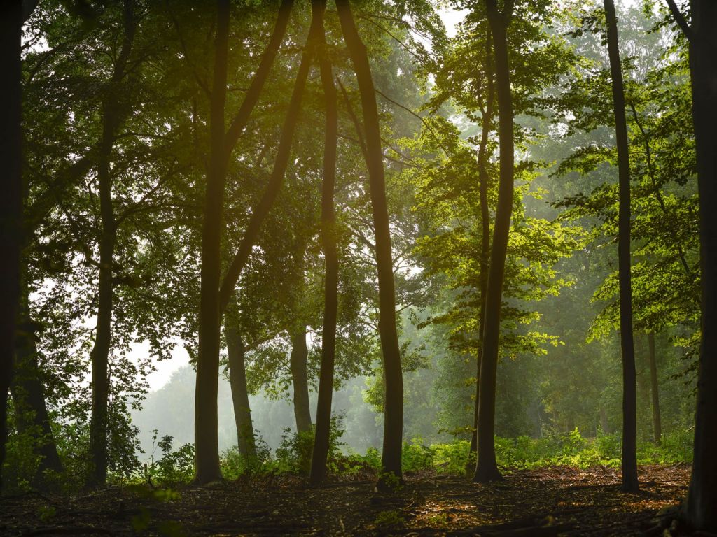 Forêt au soleil du matin