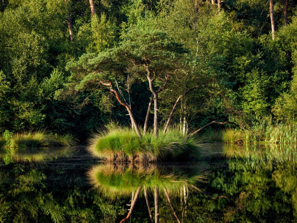 Île dans un lac forestier