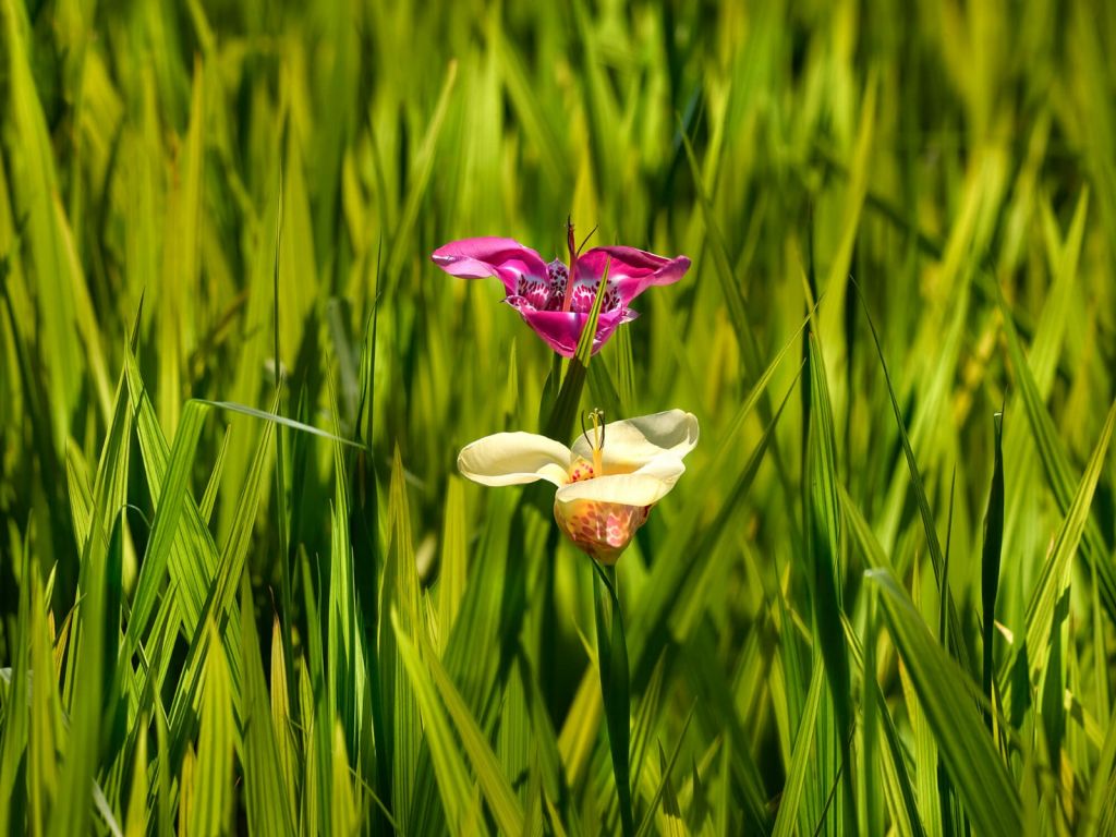 Fleurs de tigre