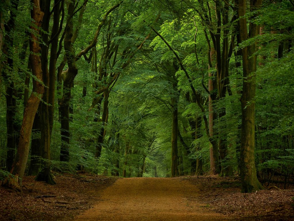 Route à travers la forêt