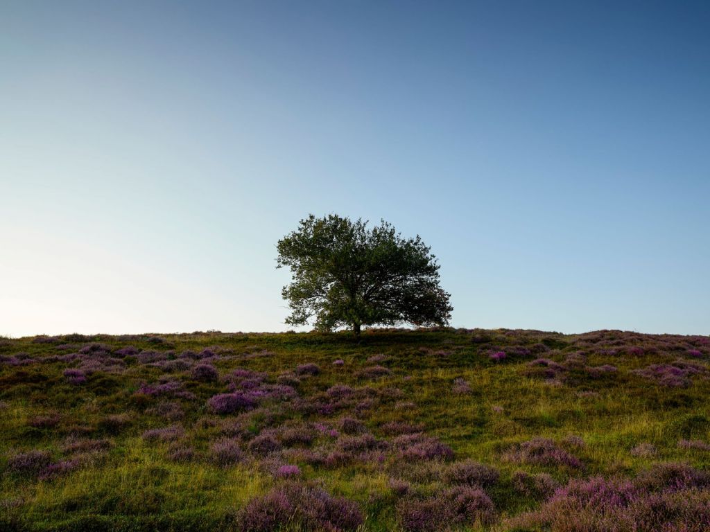 Arbre sur la lande