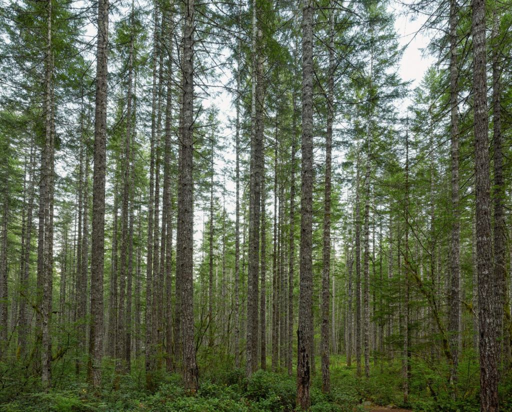 Arbres hauts et droits