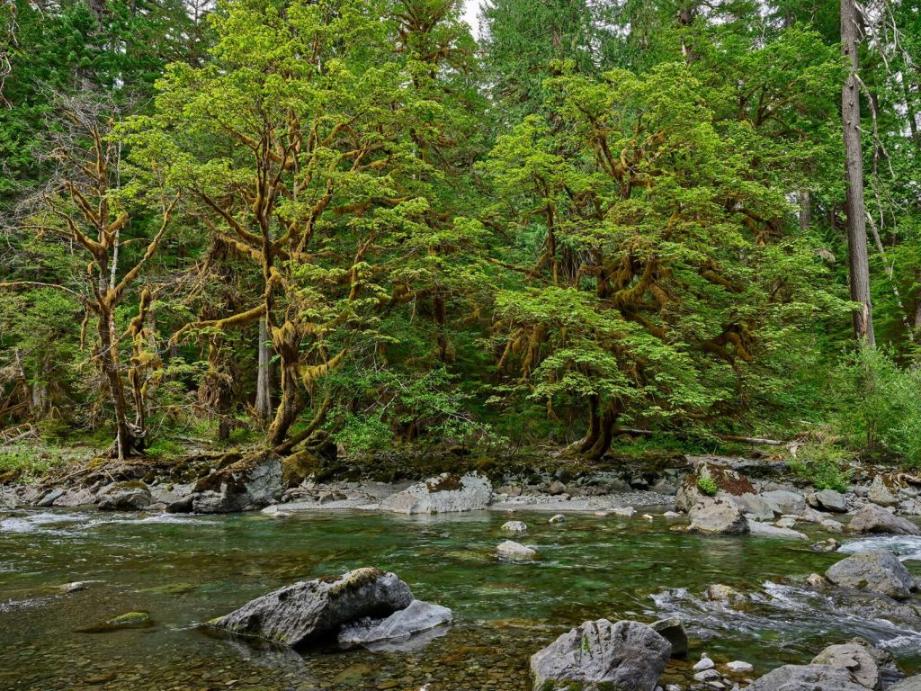 Rivière arborée