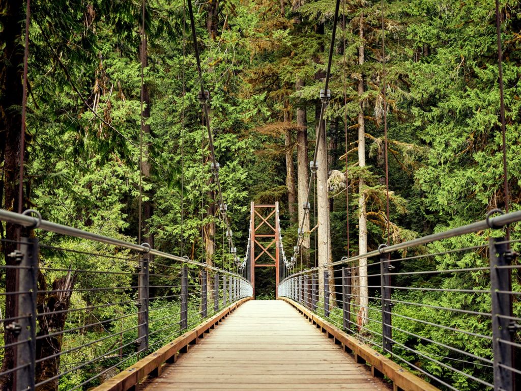 Pont à travers la forêt