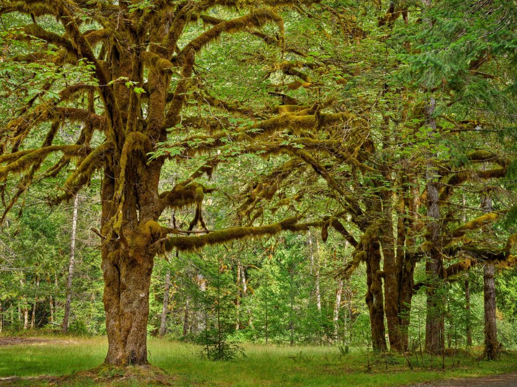 Deux vieux arbres