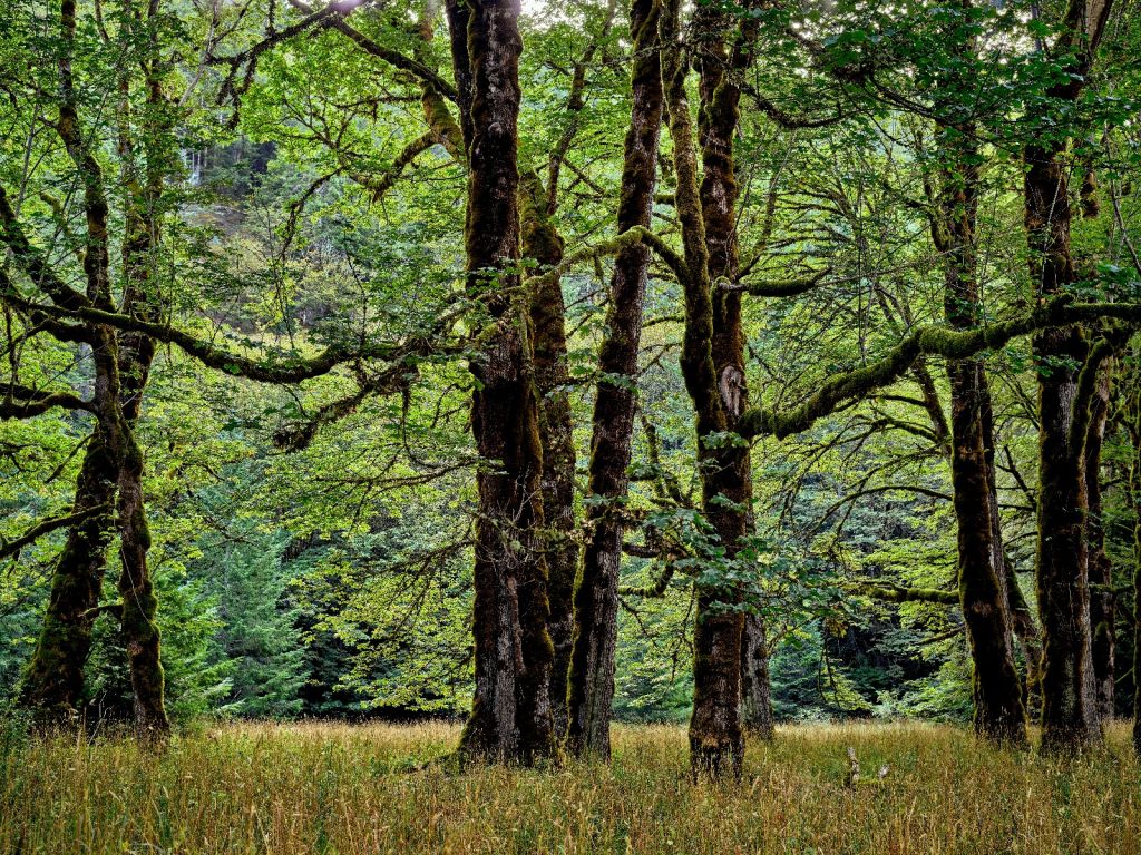 Arbres avec mousse