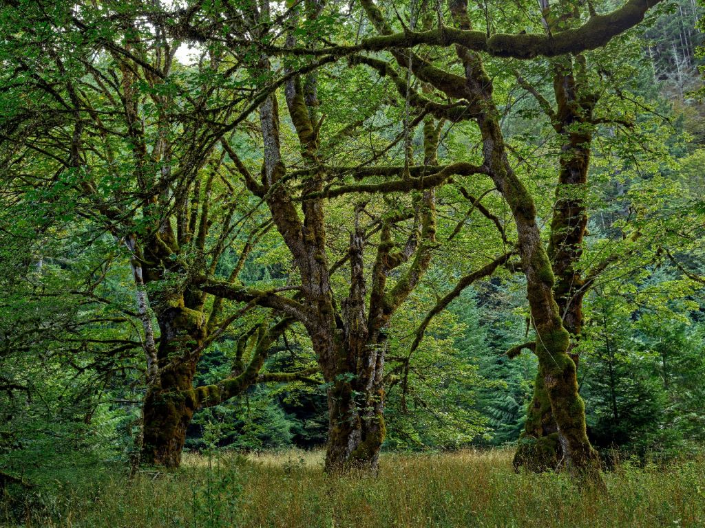 Vieux arbres