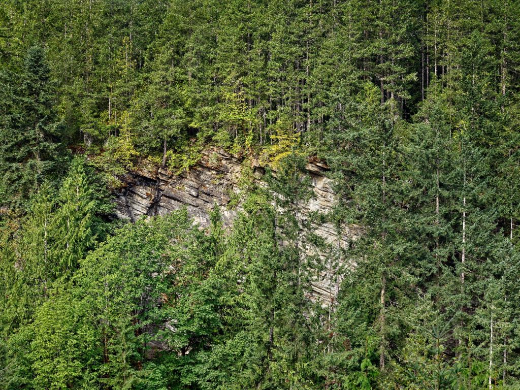 Forêt sur paroi rocheuse