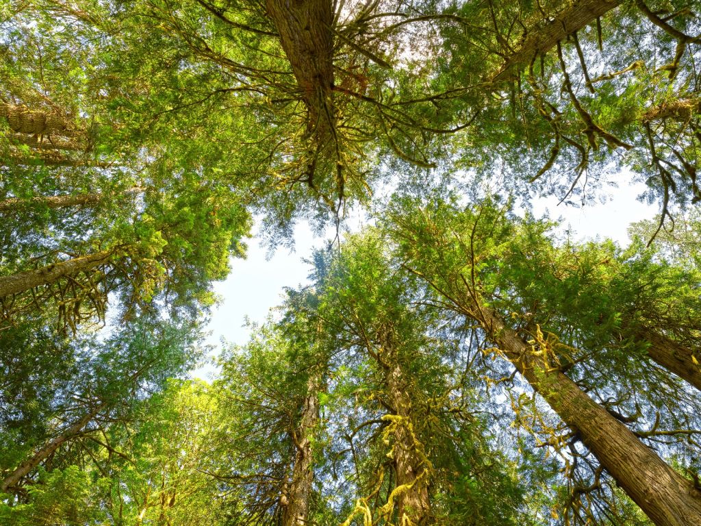 Arbres et feuilles