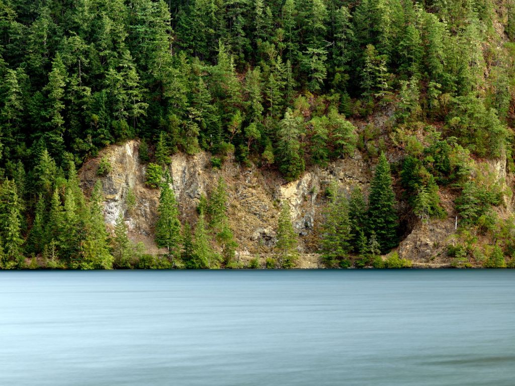 Arbres sur une paroi rocheuse