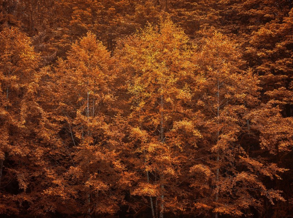 Couleurs d'automne