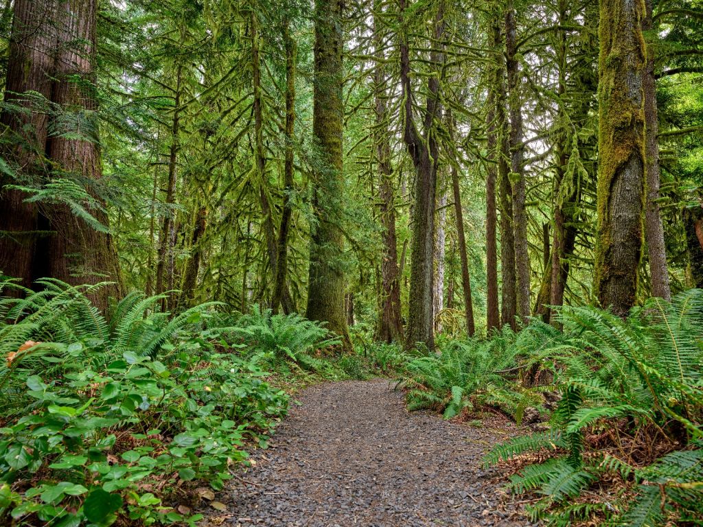 Sentier en pierres à travers la forêt