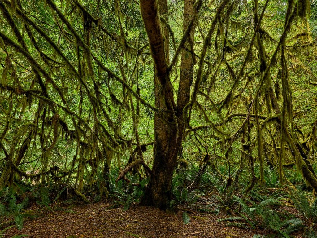 Forêt avec mousse
