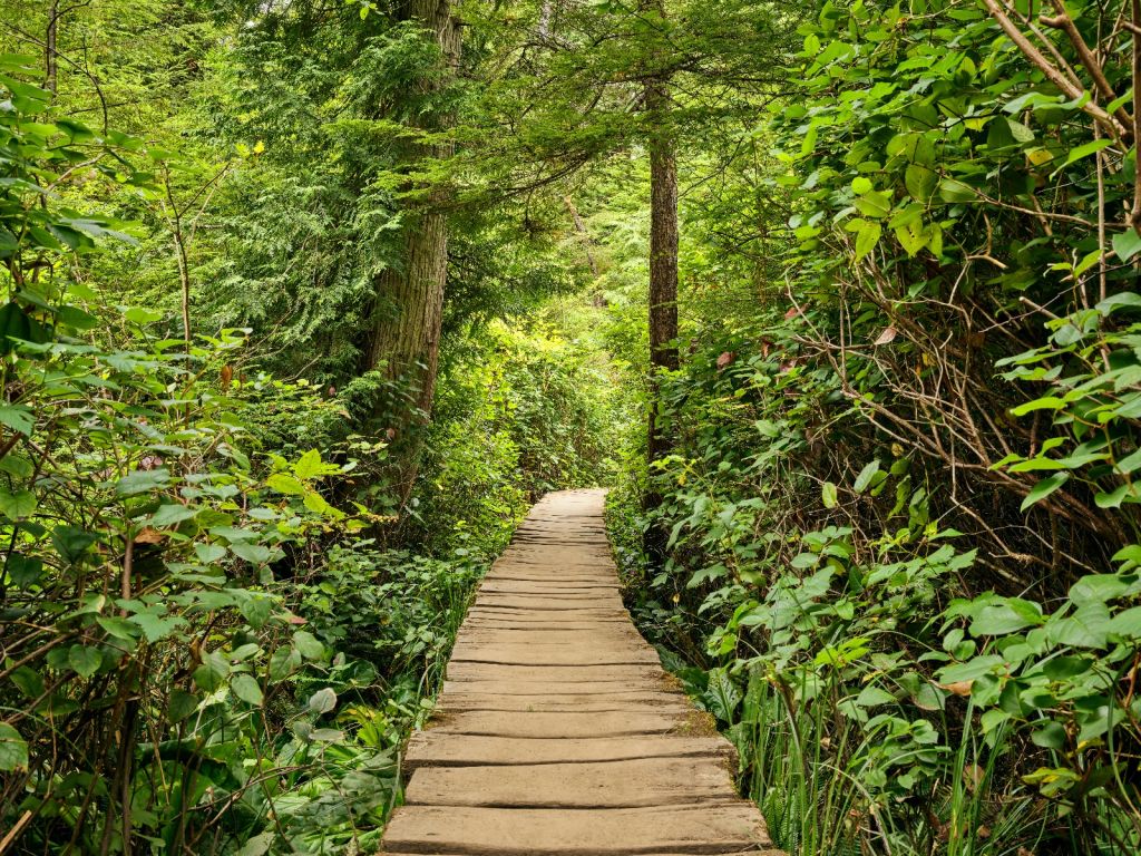 À travers la forêt verte