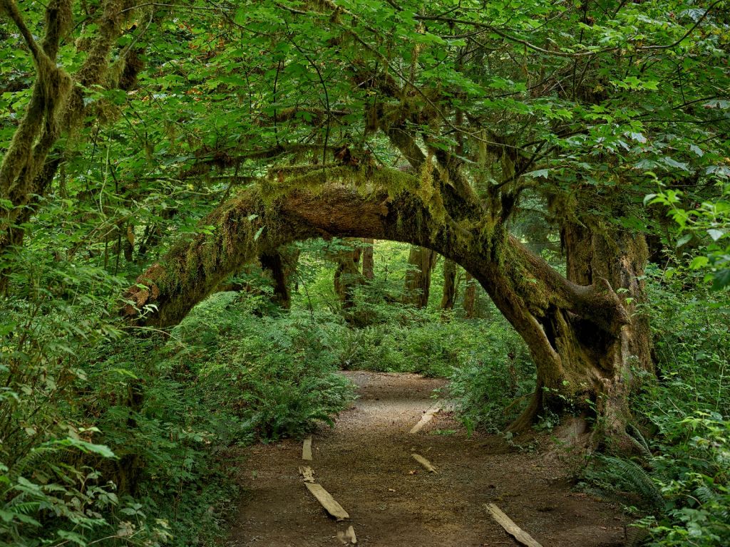 Arbre dans une arche