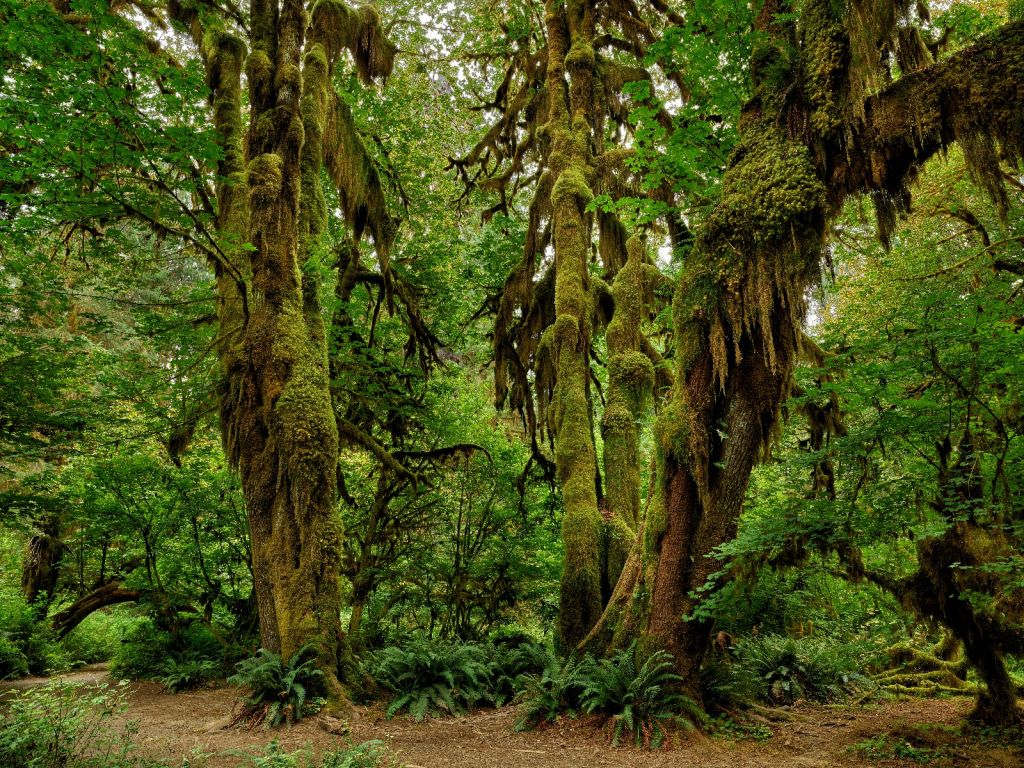 Ancienne forêt sauvage